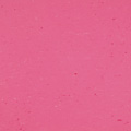 Pink Bloom